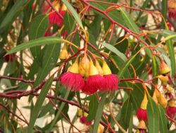 Go to check more Australian facts - flora, fauna, how big is the country and more