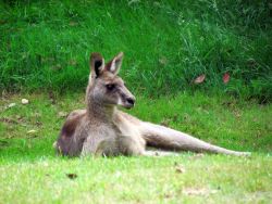 Get an overview about Australian mammals, reptiles, birds and insects