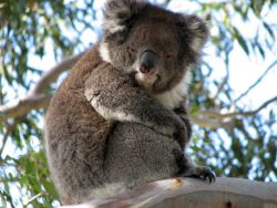 Get details about koalas, kangaroos, wombats and other native critters