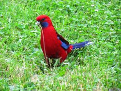 Discover pictures of colourful Australian birds