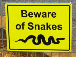 Not all Australian snakes kill you, learn how to avoid harm