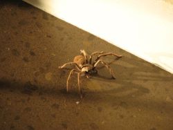 Go and discover the creepy-crawlies, learn which ones to avoid