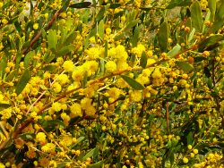 Listen to Advance Australia Fair, learn who wrote it and read the lyrics