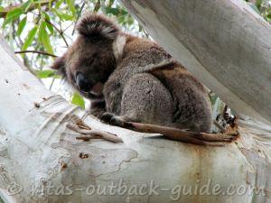 Discover the unique Australian wildlife