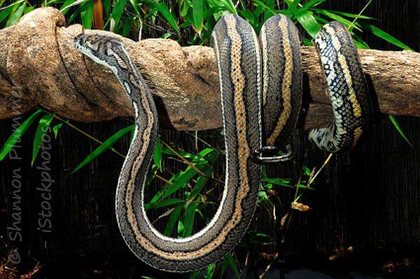 Australian snakes - facts you want to know about snakes in Australia