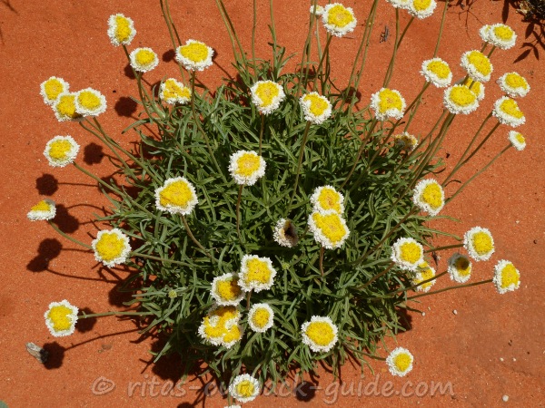 Poached egg daisies growing in the red sand Poached egg daisies growing in the red sand