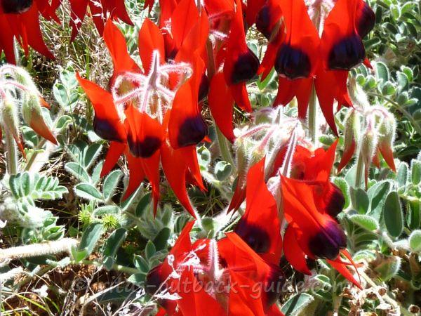 The stunning red flowers of the desert pea