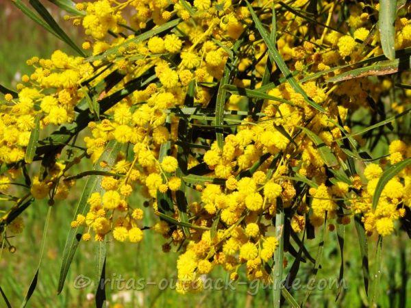 A bush with golden wattle flowers