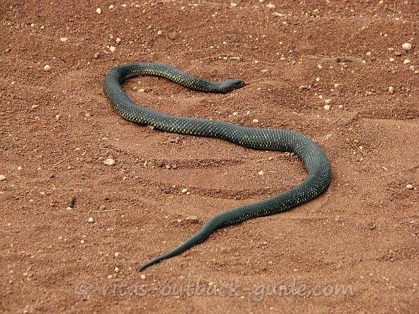 Australian Snake Chart