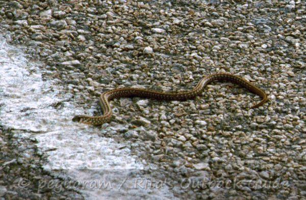 Dangerous Australian Snake Chart