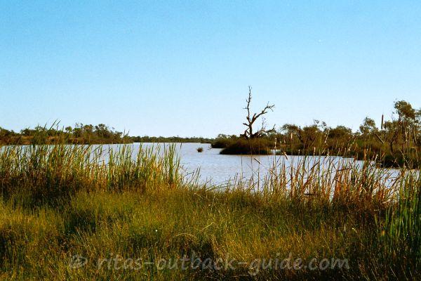 The billabong in Birdsville