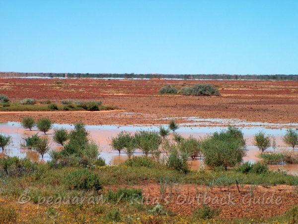 The desert after rain