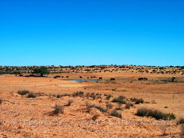 Cattle at a waterhole along the Birdsville track