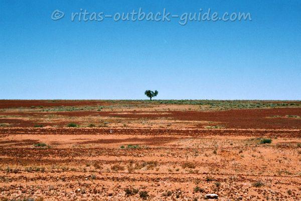 A lonely tree in the desert