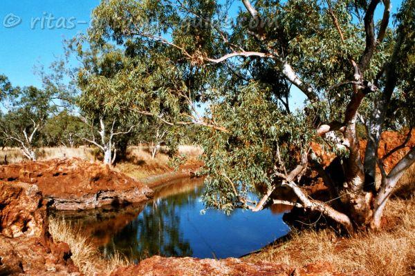 Beautiful scenery at Boulia waterhole