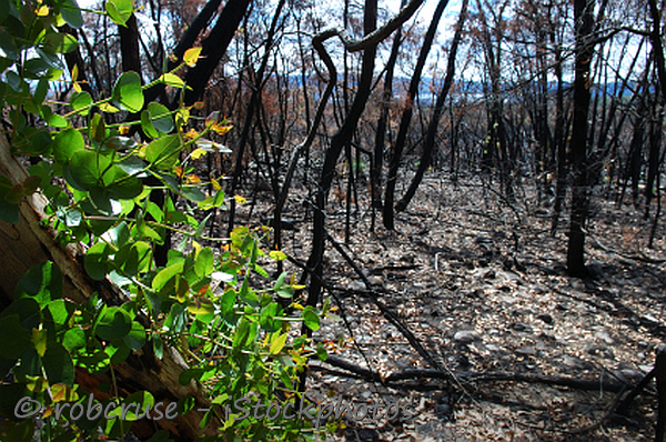 Bushfires in Australia - Australian climate and bushfire facts