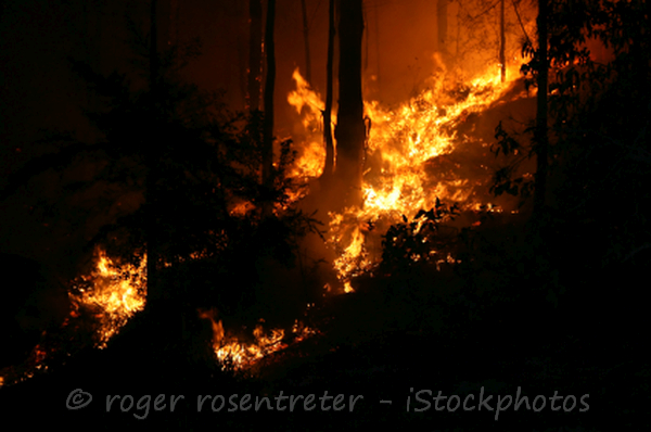 Bushfire in a forest at night Bushfire in a forest at night