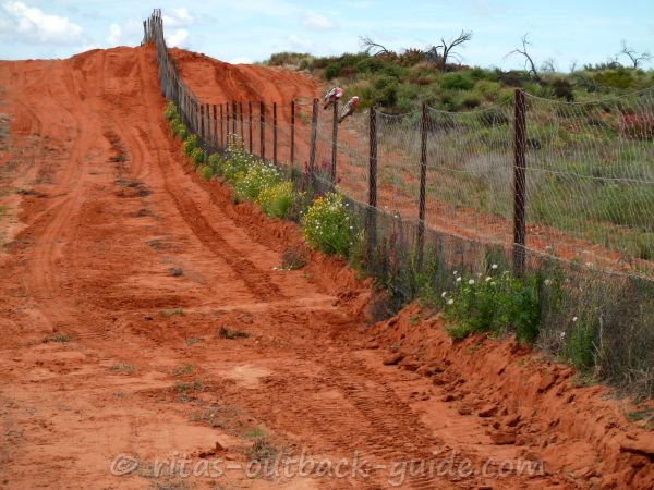 Dingo fence at Cameron Corner Dingo fence at Cameron Corner