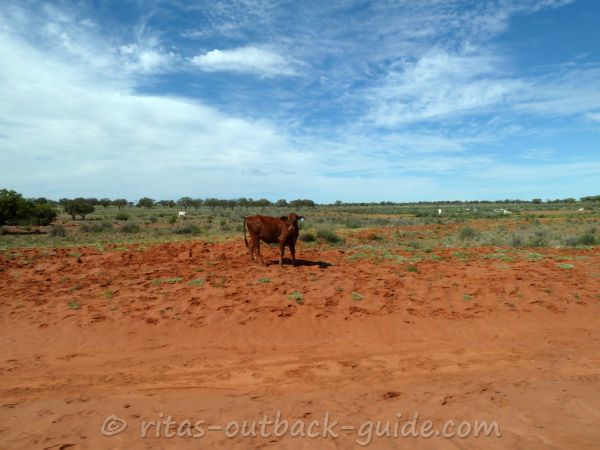 Cattle in a vast Outback Country Cattle in a vast Outback Country