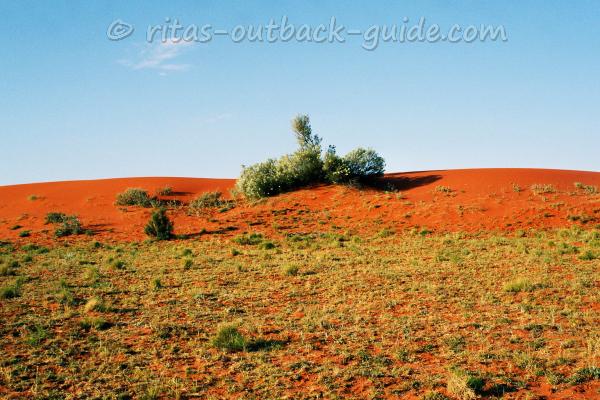 red sand, golden bushes and blue sky - the colours of the Outback