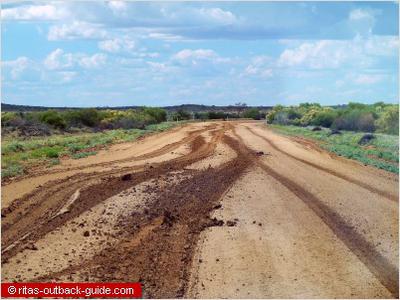 Damp Strzelecki Track