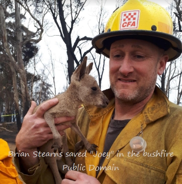 A Huron–Manistee National Forests employee, on secondment to Australia, holds a kangaroo joey.
