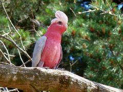 Pink Galah on a tree - discover more Australian birds