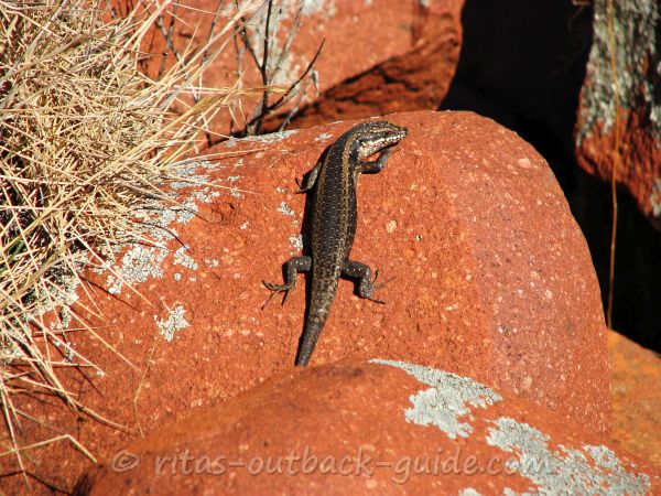 Lizard sitting on a red rock in the sun
