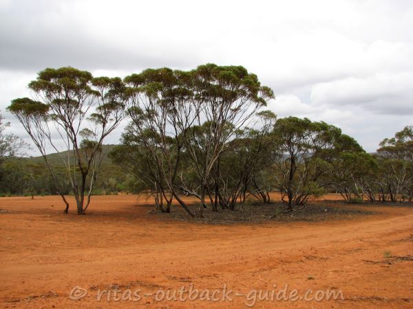Basic bush camp site Gawler Ranges