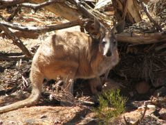 Kangaroo resting below a bush - read more about unique Australian wildlife