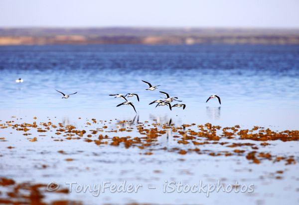 Birds flying over a salt lake