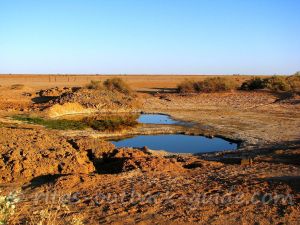 Hergott Springs - waterholes in the Outback Hergott Springs - waterholes in the Outback