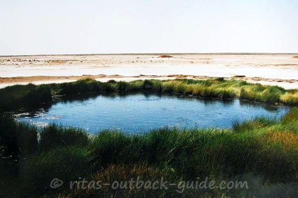 Blanche Cup - Artesian spring along the Oodnadatta track