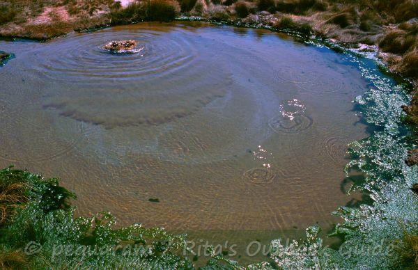 The Bubbler - an Artesian spring