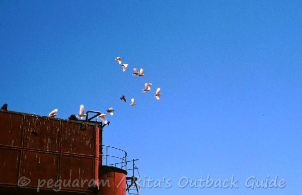 A rusty railway structure, pink galahs and a blue Outback sky at Curdimurka