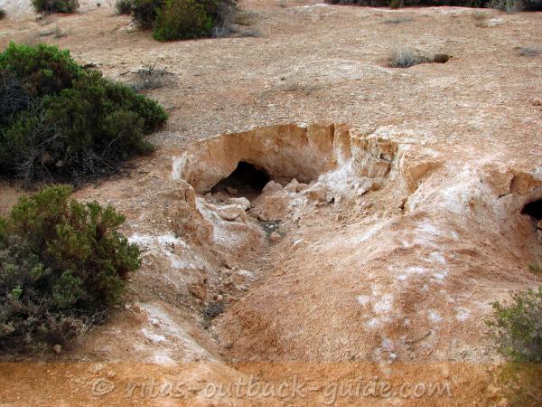 Huge holes dug into the ground by wombats