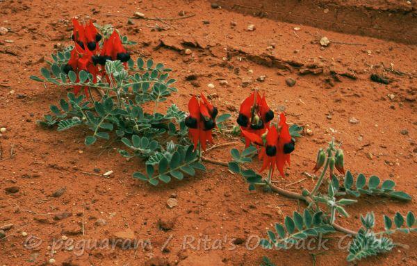 Wildflowers in the middle of a dirt road