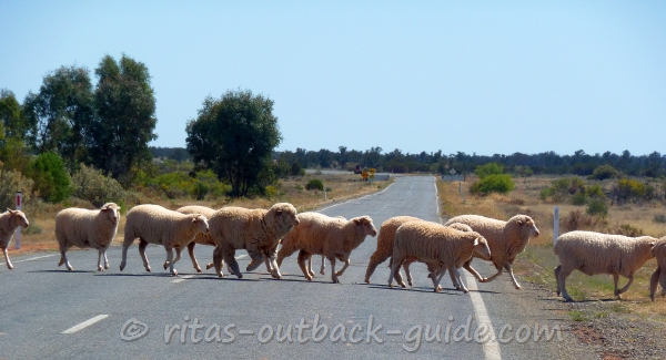 A lonely highway with sheep on the road