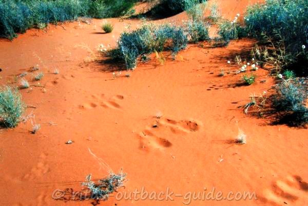 Red sand, green bushes and animal tracks in the sand