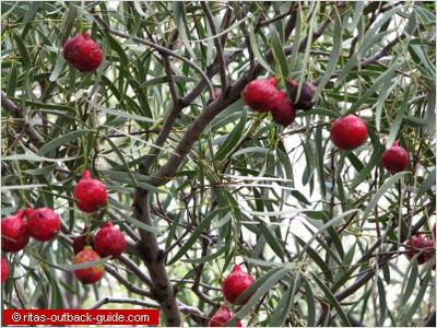 Quandong Tree 