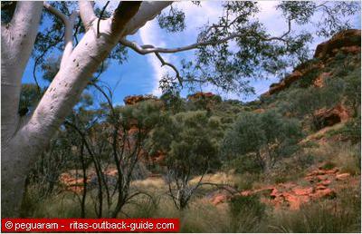 Kings Canyon
