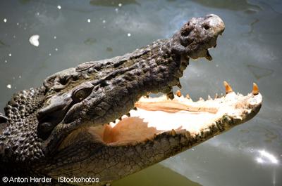 Saltwater Crocodile