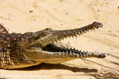 Freshwater Crocodile