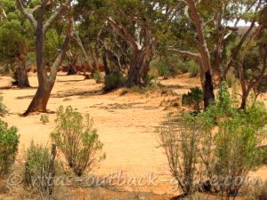 Dry creek bed with river red gum trees