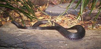 Red bellied black snake