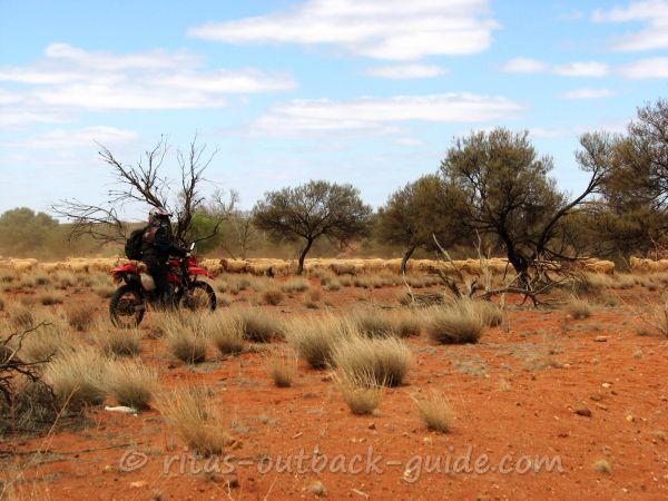 A person on a motor bike is leading a flock of sheep across a road A person on a motor bike is leading a flock of sheep across a road
