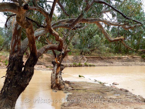 River scenery in Thargomindah