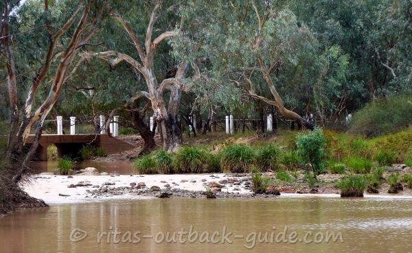Old trees along the Bulloo river