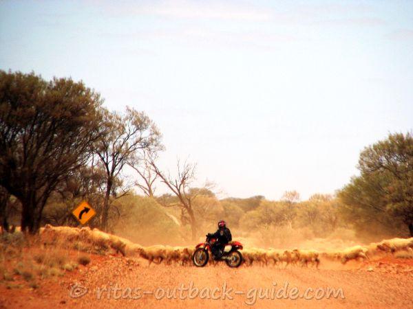 Guiding a flock of sheep over the road with a motor bike