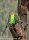 Native budgies in Australia